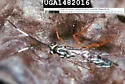 Pachysomoides stupidus - photo 2