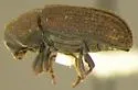 Pachysquamus subcostulatus - photo 2