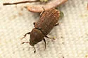 Pachysquamus subcostulatus - photo 3