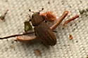 Pachysquamus subcostulatus - photo 4