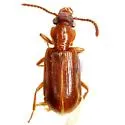 Pachyteles gyllenhalii - Pachyteles gyllenhalii