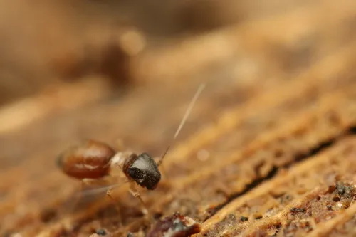 Pachytroctes aegyptius