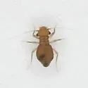 Pachytroctes neoleonensis - photo 2