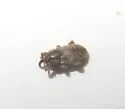 Gilkicker Weevil - photo 2