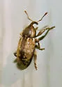 Gilkicker Weevil - photo 3