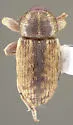 Gilkicker Weevil - photo 4
