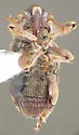 Gilkicker Weevil - photo 5