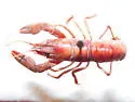Signal Crayfish