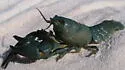 Signal Crayfish - photo 2
