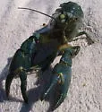 Signal Crayfish - photo 3