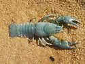 Signal Crayfish - photo 4