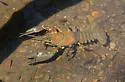 Signal Crayfish - photo 5