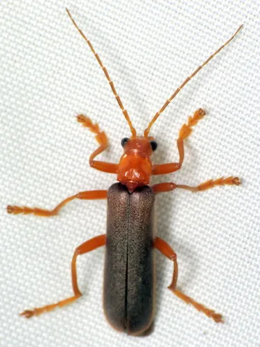 Pacificanthia rotundicollis