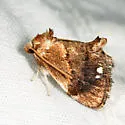 Packardia albipunctata - Hodges#4658