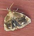 Packardia albipunctata - Hodges#4658 - photo 2
