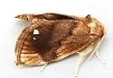 Packardia albipunctata - Hodges#4658 - photo 3