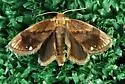 Packardia albipunctata - Hodges#4658 - photo 4
