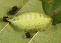 Elegant Tailed Slug Moth - Hodges#4661 - photo 2