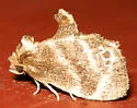 Elegant Tailed Slug Moth - Hodges#4661 - photo 3