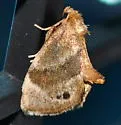Elegant Tailed Slug Moth - Hodges#4661 - photo 4