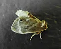 Elegant Tailed Slug Moth - Hodges#4661 - photo 5