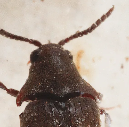 Pactopus horni