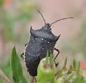 Padaeus trivittatus