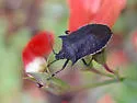 Padaeus trivittatus - photo 2