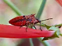 Padaeus trivittatus - photo 4