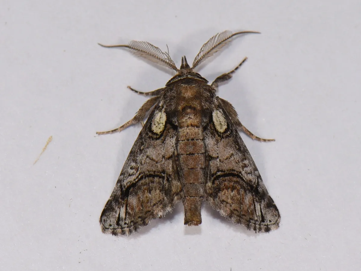 Barrens Paectes Moth - photo 3