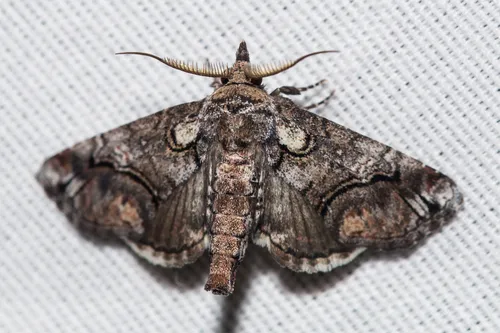 Barrens Paectes Moth - photo 5