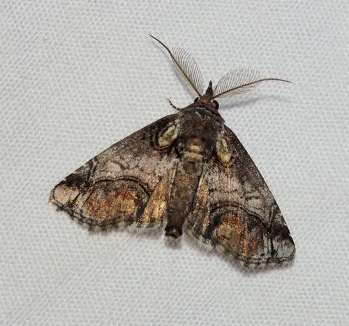 Barrens Paectes Moth - photo 6