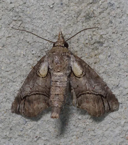 Barrens Paectes Moth - photo 7