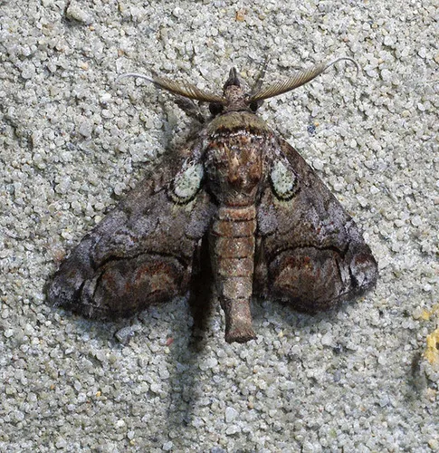 Barrens Paectes Moth - photo 8