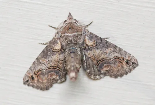 Large Paectes Moth
