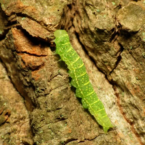 Large Paectes Moth - photo 4