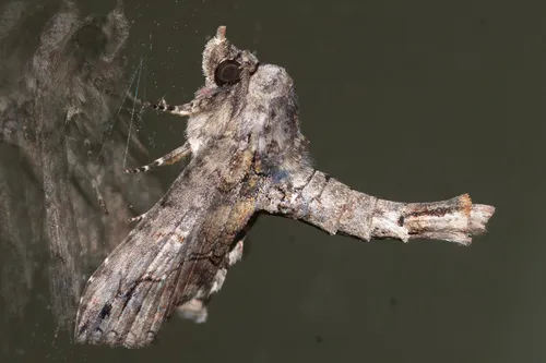 Large Paectes Moth - photo 5