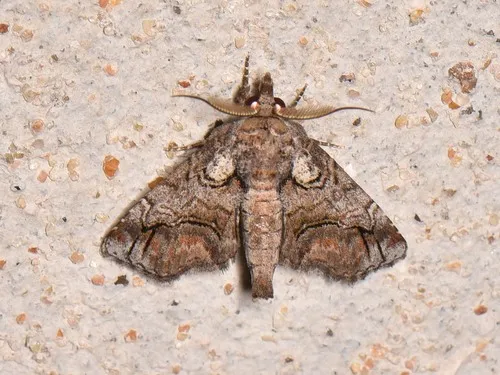 Large Paectes Moth - photo 6