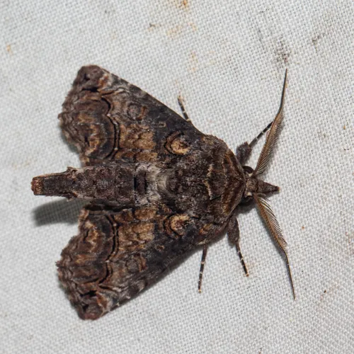 Large Paectes Moth - photo 7