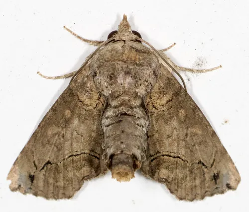 Large Paectes Moth - photo 8