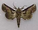 Paectes acutangula - Hodges#8964