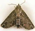 Paectes asper - Hodges#8966