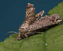 Paectes fuscescens - Hodges#8963.2