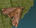 Paectes fuscescens - Hodges#8963.2 - photo 2