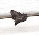 Paectes fuscescens - Hodges#8963.2 - photo 3
