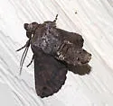 Paectes fuscescens - Hodges#8963.2 - photo 4
