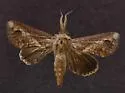 Paectes nubifera - Hodges#8965