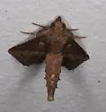 Paectes nubifera - Hodges#8965 - photo 3