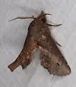 Paectes nubifera - Hodges#8965 - photo 4