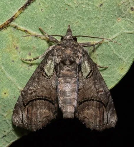 Pygmy Paectes Moth - photo 4